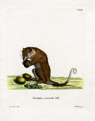 Grey Cuscus (farget gravering) av German School