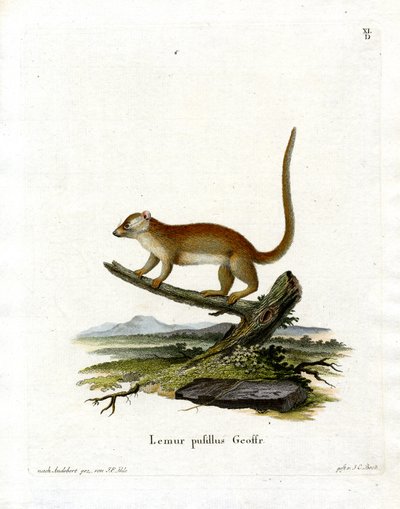 Grey Mouse Lemur (farget gravering) av German School