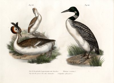 Storfugledykker, 1864 av German School