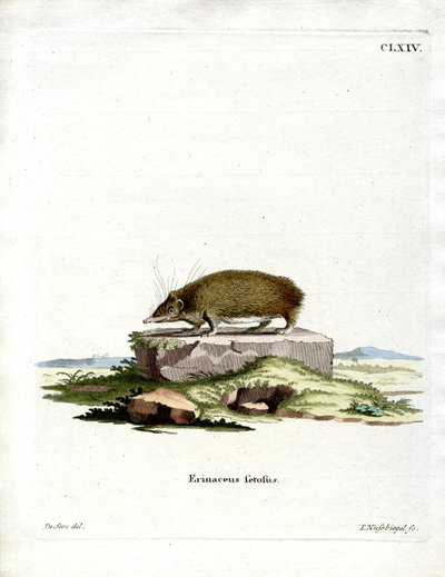 Greater Hedgehog Tenrec (farget gravering) av German School