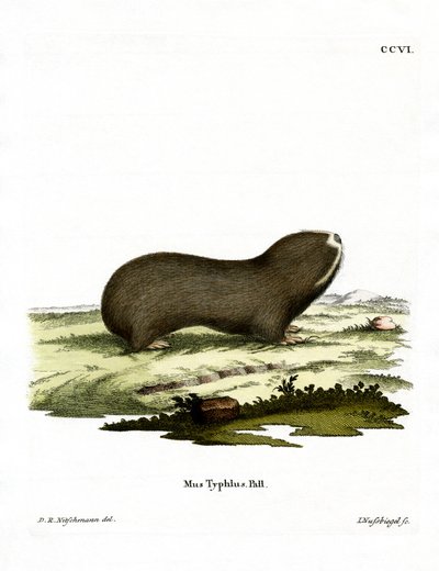 Greater Mole Rat (farget gravering) av German School