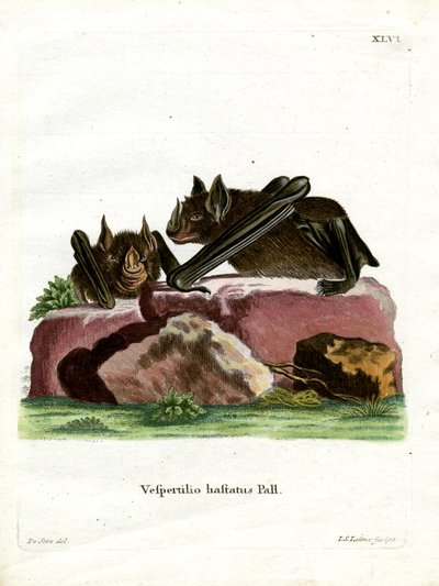 Greater Spear-nosed Bat (farget gravering) av German School
