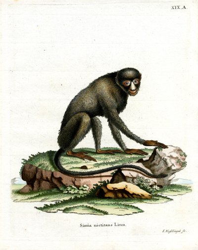 Greater Spot-nosed Monkey (farget gravering) av German School