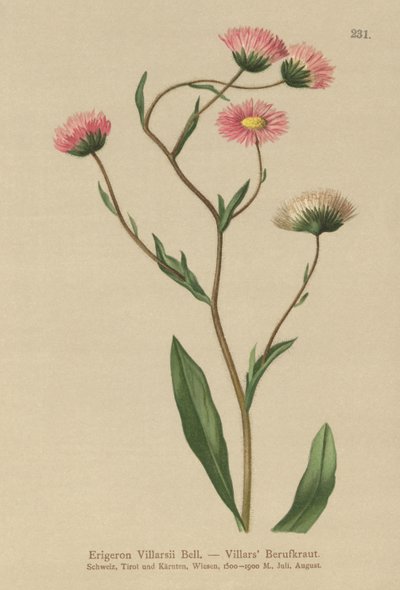 Gresk loppebane (Erigeron Villarsii, Erigeron atticus) av German School