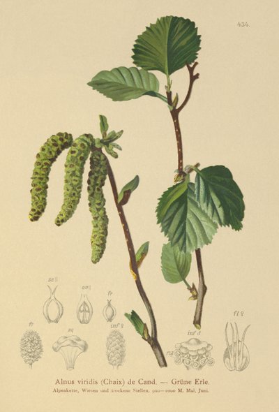 Grønn aler (Alnus viridis) av German School