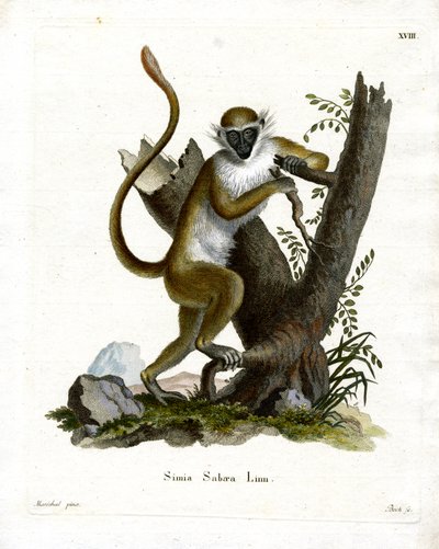Green Monkey (farget gravering) av German School