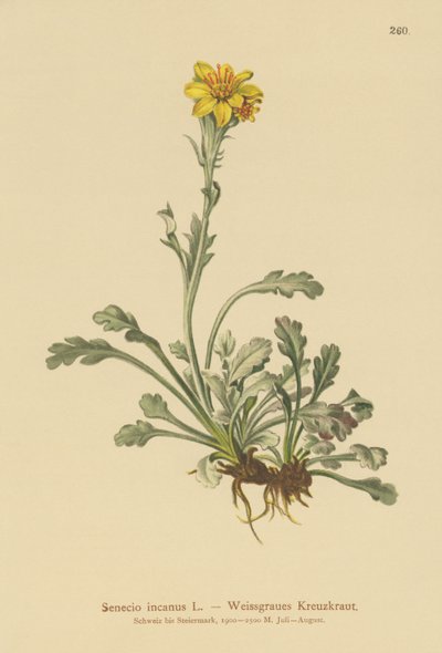 Grå rappørt (Senecio incanus) av German School