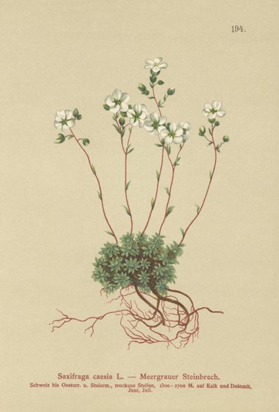 Grey Saxifrage (Saxifraga caesia) av German School