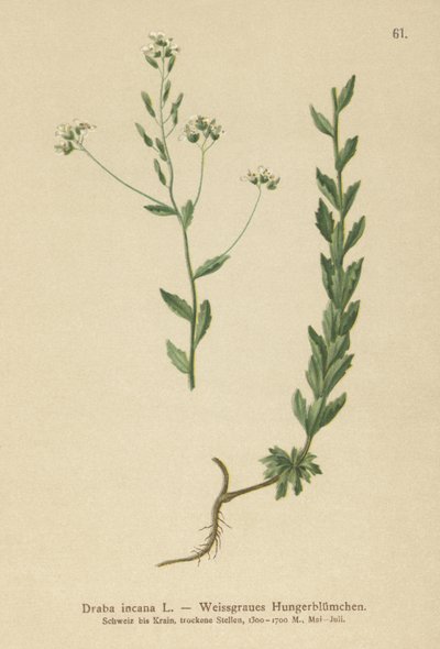 Grey Whitlow-gress (Draba incana,) av German School
