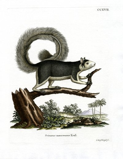 Grizzled Giant Squirrel (farget gravering) av German School