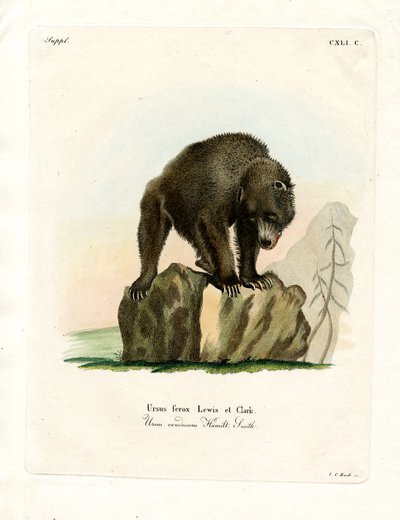 Grizzly Bear (farget gravering) av German School