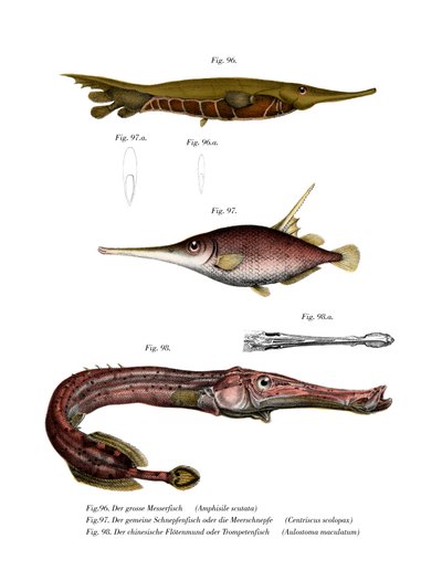 Rillet barberhøvelfisk (farge litho) av German School