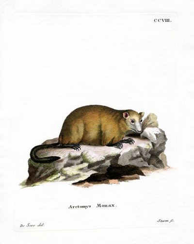 Groundhog (farget gravering) av German School
