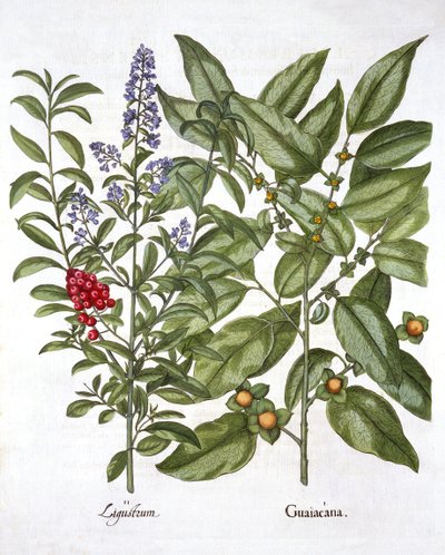 Guaiacum og kinesisk liguster, fra Hortus Eystettensis, av Basil Besler (1561-1629), pub. 1613 (håndfarget gravering) av German School