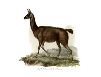 Guanaco, 1860 av German School