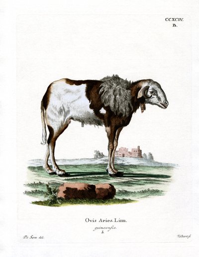 Guineasau (farget gravering) av German School