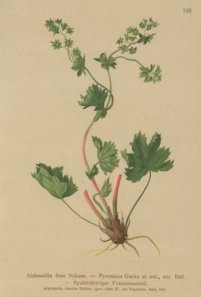 Hårløs damemantel (Alchemilla fissa, Alchemilla Pyrenaica) av German School