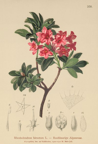 Hårete alpenrose (Rhododendron hirsutum) av German School