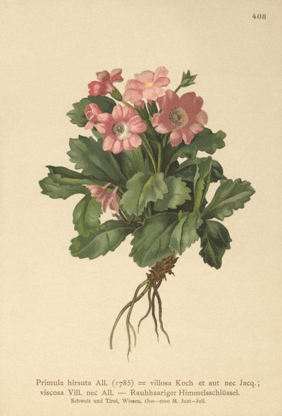 Håret Primrose (Primula hirsuta) av German School