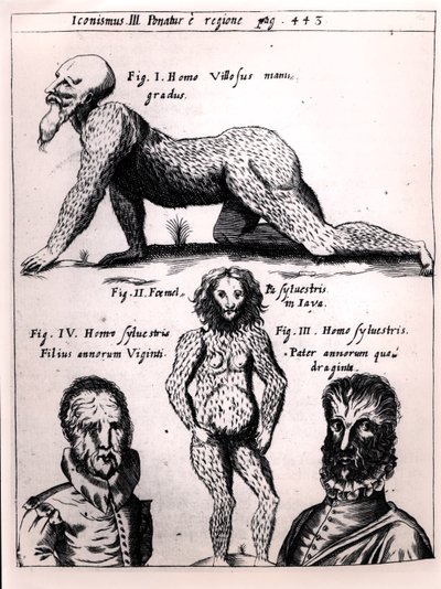 Håret mann og vill mann, illustrasjon fra Physica Curiosa av Gaspar Schott (1608-66) av German School