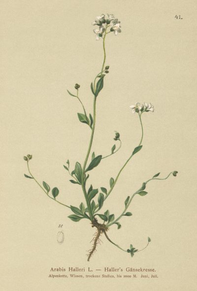 Hallers veggkarse (Arabis Haller) av German School