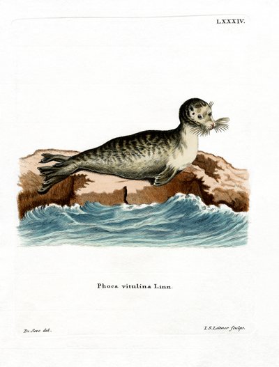 Harbour Seal (farget gravering) av German School