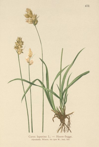 Haresiv (Carex leporina, Carex ovalis) av German School
