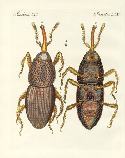 Skadelige insekter (farget gravering) av German School