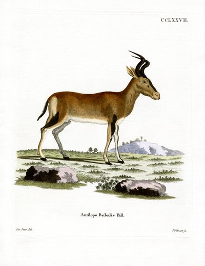Hartebeest (farget gravering) av German School