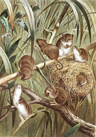 Harvest Mouse, plate fra "Brehms Tierleben: Allgemeine Kunde des Tierreichs", vol.2, s.515, utgitt av Bibliographisches Institut av German School