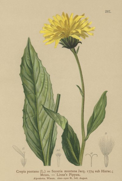Hawks-skjegg (Crepis bocconi, Crepis pontana, Crepis montana, Hieracium montanum, Soyeria montana) av German School