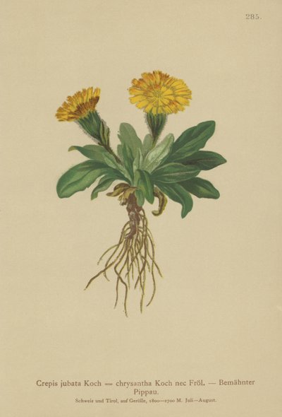 Hawks-skjegg (Crepis jubata, Crepis rhaetica) av German School
