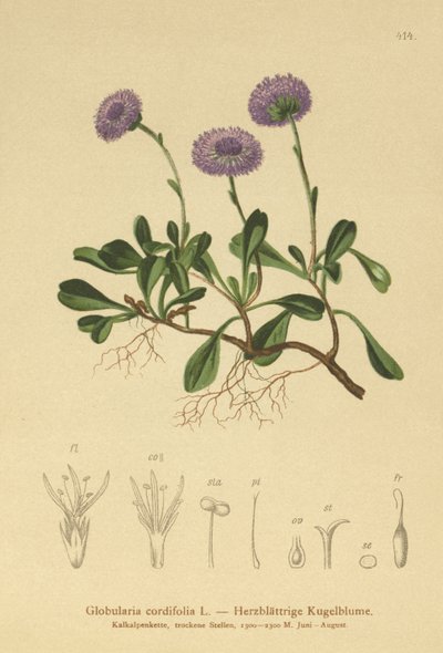 Hjertebladet Globe Daisy (Globularia cordifolia) av German School