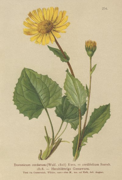 Hjertebladet leopardbane (Doronicum cordatum, Doronicum cordifolium, Aronicum cordatum) av German School