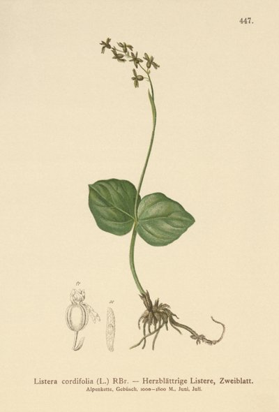 Hjertebladet Twayblade (Listera cordata, Listera cordifolia, Neottia cordata) av German School