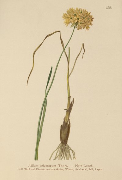 Hvitløk (Allium ericetorum, Allium ambiguum, Allium graminifolium) av German School