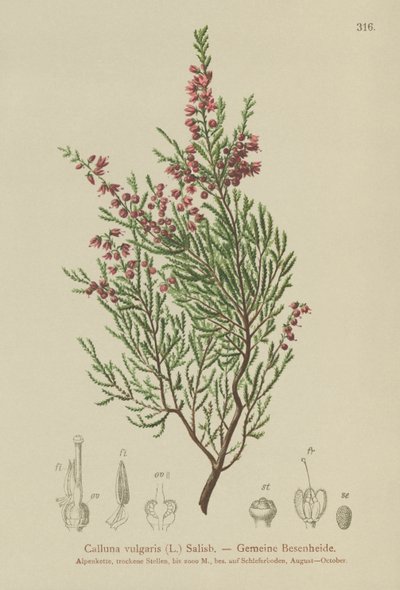 Lyng (Calluna vulgaris) av German School