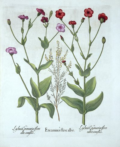 Heather and Two Kinds of Lychnis, fra Hortus Eystettensis, av Basil Besler (1561-1629), pub. 1613 (håndfarget gravering) av German School