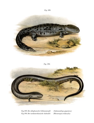Hellbender (farge litho) av German School