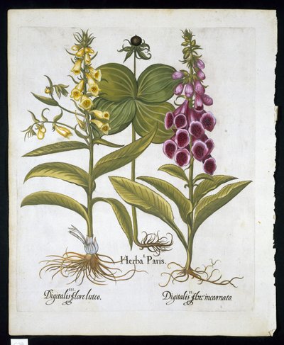 Urt Paris (Solanum quadrifolium), vanlig revebjelle (Digitalis Purpurea) Stor gul revebjelle fra Hortus Eystettensis av Basil Besler (1561-1629) pub 1613 (håndfarget gravering) av German School