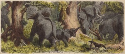 Flok med elefanter i en afrikansk jungel (farget gravering) av German School