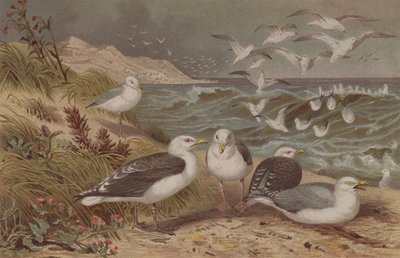 Sildemåke og svartbak, plate fra Brehms Tierleben: Allgemeine Kunde des Tierreichs, vol.6, s.108, utgitt av Bibliografisk Institutt, 1892 av German School