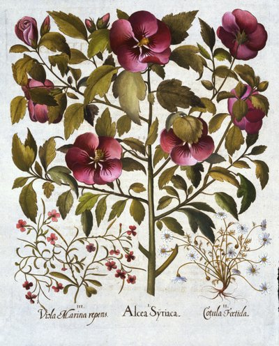 Hibiscus syriacus, Stinking Camomile og fra Hortus Eystettensis, av Basil Besler (1561-1629) pub. 1613 av German School
