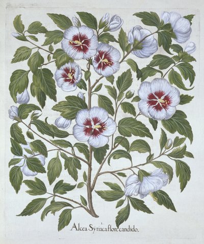 Hibiscus syriacus, fra Hortus Eystettensis, av Basil Besler (1561-1629), pub. 1613 (håndfarget gravering) av German School