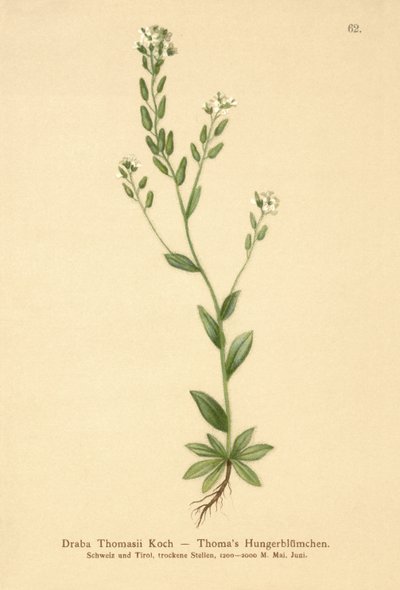 Hoary Whitlow-gress (Draba Thomasii) av German School