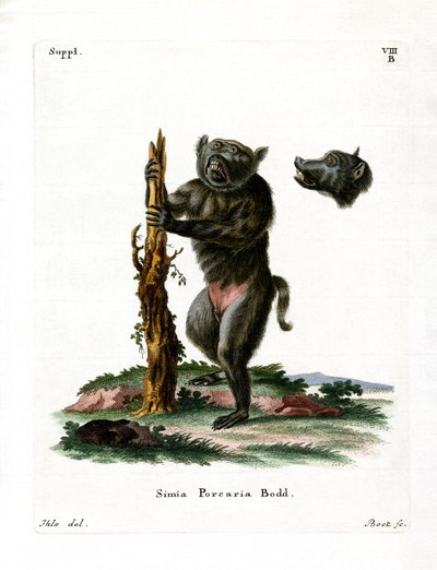 Hog-faced bavian (farget gravering) av German School