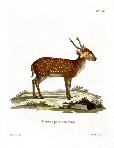 Hog Deer (farget gravering) av German School
