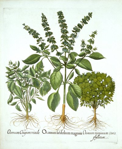 Holy Basilikum, og to ytterligere varianter av basilikum, fra "Hortus Eystettensis", av Basil Besler av German School