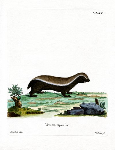 Honey Badger (farget gravering) av German School