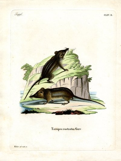 Honey Possum (farget gravering) av German School
